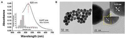 Development of a Cuvette-Based LSPR Sensor Chip Using a Plasmonically Active Transparent Strip